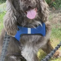 Lovey, a female Cocker Spaniel for sale in Aline, OK – Photo 7 of 7