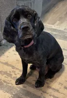 Lovey, a female Cocker Spaniel for sale in Aline, OK – Photo 6 of 7