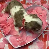 Lovey, a female Cocker Spaniel for sale in Aline, OK – Photo 2 of 7