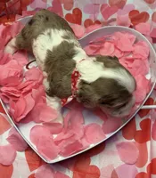 Lovey, a female Cocker Spaniel for sale in Aline, OK – Photo 2 of 7