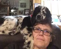 Christmas Dancer, a female Cocker Spaniel for sale in Aline, OK – Photo 10 of 10