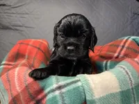 Christmas Dancer, a female Cocker Spaniel for sale in Aline, OK – Photo 8 of 10