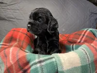 Christmas Dancer, a female Cocker Spaniel for sale in Aline, OK – Photo 6 of 10