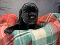 Christmas Dancer, a female Cocker Spaniel for sale in Aline, OK – Photo 7 of 10