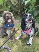 Christmas Dancer, a female Cocker Spaniel for sale in Aline, OK – Photo 9 of 10