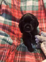 Christmas Dancer, a female Cocker Spaniel for sale in Aline, OK – Photo 3 of 10