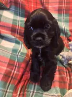 Christmas Dancer, a female Cocker Spaniel for sale in Aline, OK – Photo 4 of 10