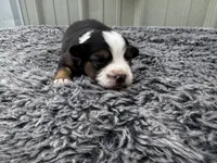 Plum , a female Pembroke Welsh Corgi and Miniature Australian Shepherd for sale in Blessing, TX – Photo 2 of 4