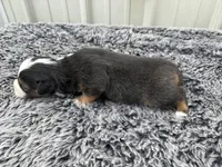 Plum , a female Pembroke Welsh Corgi and Miniature Australian Shepherd for sale in Blessing, TX – Photo 4 of 4