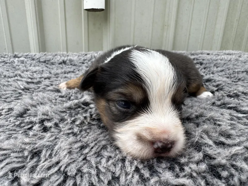 Plum  – Pembroke Welsh Corgi, Miniature Australian Shepherd puppy for sale in Blessing, TX