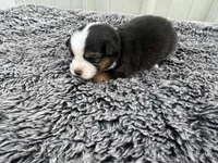 Plum (auggie), a female Pembroke Welsh Corgi and Miniature Australian Shepherd for sale in Blessing, TX – Photo 5 of 6