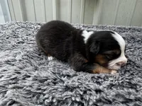 Plum , a female Pembroke Welsh Corgi and Miniature Australian Shepherd for sale in Blessing, TX – Photo 3 of 4