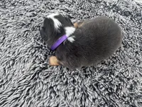 Plum (auggie), a female Pembroke Welsh Corgi and Miniature Australian Shepherd for sale in Blessing, TX – Photo 6 of 6