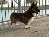 Yoda , a male Pembroke Welsh Corgi for sale in Blessing, TX – 2 of 5