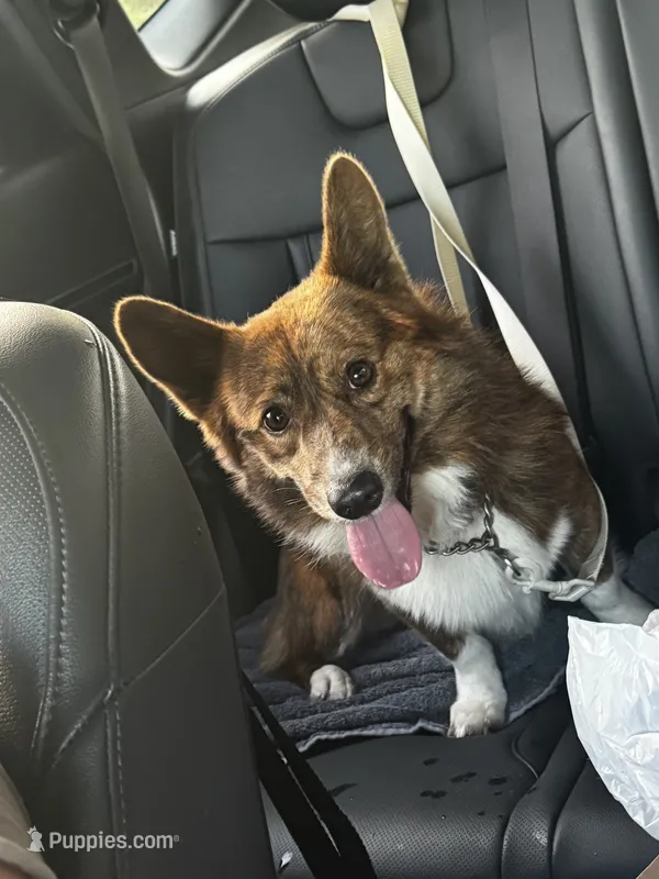 Yoda  – Cardigan Welsh Corgi, Pembroke Welsh Corgi puppy for sale in Blessing, TX