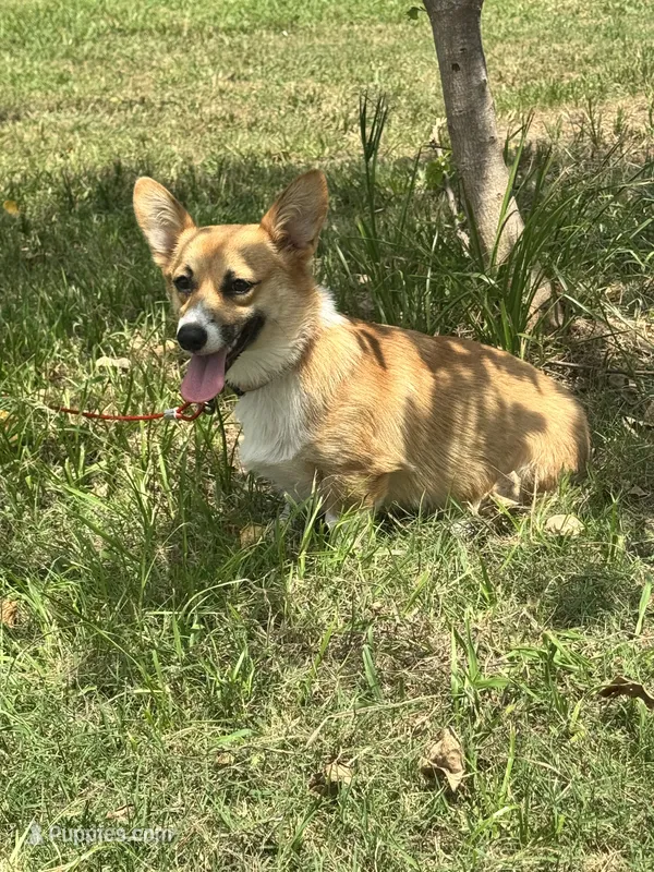 Lilly  – Pembroke Welsh Corgi puppy for sale in Blessing, TX