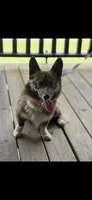Yoda , a male Pembroke Welsh Corgi for sale in Blessing, TX – 4 of 5