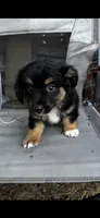 Willow , a female Pembroke Welsh Corgi and Miniature Australian Shepherd for sale in Blessing, TX – 4 of 4
