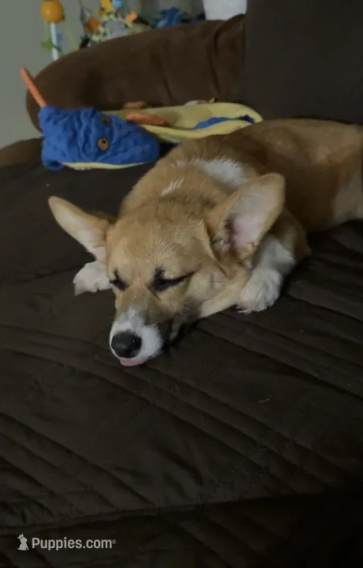 Lilly  – Pembroke Welsh Corgi puppy for sale in Blessing, TX