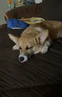 Lilly , a female Pembroke Welsh Corgi for sale in Blessing, TX – 1 of 3