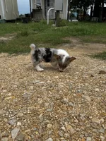 Camo , a male Pembroke Welsh Corgi for sale in Blessing, TX – 5 of 5