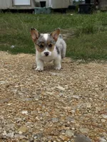Camo , a male Pembroke Welsh Corgi for sale in Blessing, TX – 4 of 5