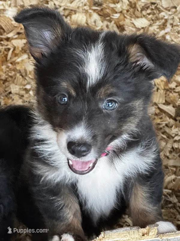 Fig (auggie) – Pembroke Welsh Corgi, Miniature Australian Shepherd puppy for sale in Blessing, TX