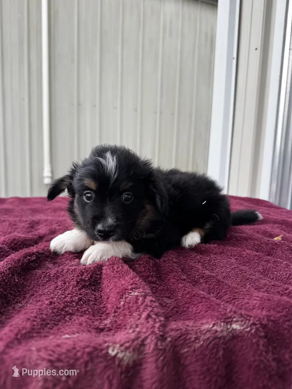 Drago (auggie) – Pembroke Welsh Corgi, Miniature Australian Shepherd puppy for sale in Blessing, TX