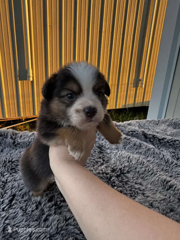 Plum (auggie) – Pembroke Welsh Corgi, Miniature Australian Shepherd puppy for sale in Blessing, TX