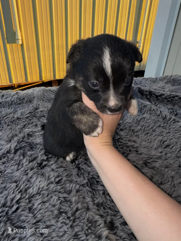 Razz (auggie) – Pembroke Welsh Corgi, Miniature Australian Shepherd puppy for sale in Blessing, TX