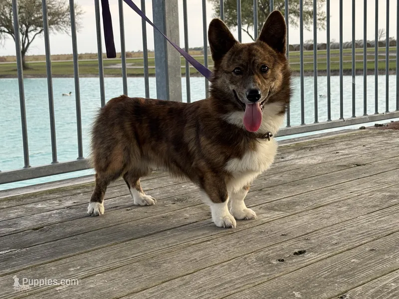 Yoda  – Pembroke Welsh Corgi puppy for sale in Blessing, TX