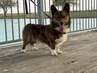 Yoda , a male Pembroke Welsh Corgi for sale in Blessing, TX – 1 of 5