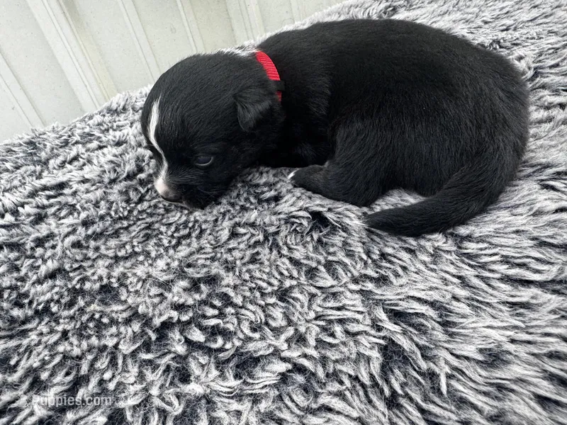 Razz (auggie) – Pembroke Welsh Corgi, Miniature Australian Shepherd puppy for sale in Blessing, TX