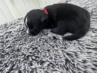 Razz (auggie), a male Pembroke Welsh Corgi and Miniature Australian Shepherd for sale in Blessing, TX – Photo 1 of 6