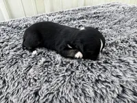 Razz (auggie), a male Pembroke Welsh Corgi and Miniature Australian Shepherd for sale in Blessing, TX – Photo 5 of 6