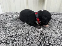 Razz (auggie), a male Pembroke Welsh Corgi and Miniature Australian Shepherd for sale in Blessing, TX – Photo 4 of 6