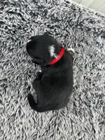 Razz (auggie), a male Pembroke Welsh Corgi and Miniature Australian Shepherd for sale in Blessing, TX – Photo 6 of 6