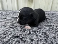 Razz (auggie), a male Pembroke Welsh Corgi and Miniature Australian Shepherd for sale in Blessing, TX – Photo 3 of 6