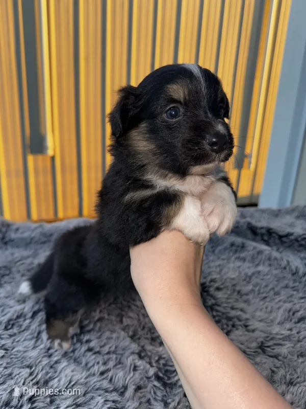 Drago (auggie) – Pembroke Welsh Corgi, Miniature Australian Shepherd puppy for sale in Blessing, TX