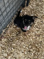 Willow , a female Pembroke Welsh Corgi and Miniature Australian Shepherd for sale in Blessing, TX – 3 of 4