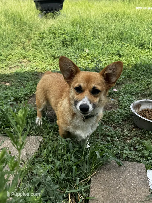 Lilly  – Pembroke Welsh Corgi puppy for sale in Blessing, TX