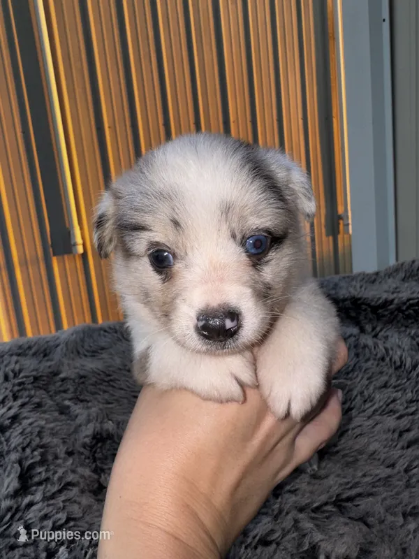 Cherry (auggie) – Pembroke Welsh Corgi, Miniature Australian Shepherd puppy for sale in Blessing, TX