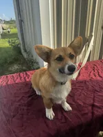 Lilly , a female Pembroke Welsh Corgi for sale in Blessing, TX – 3 of 3