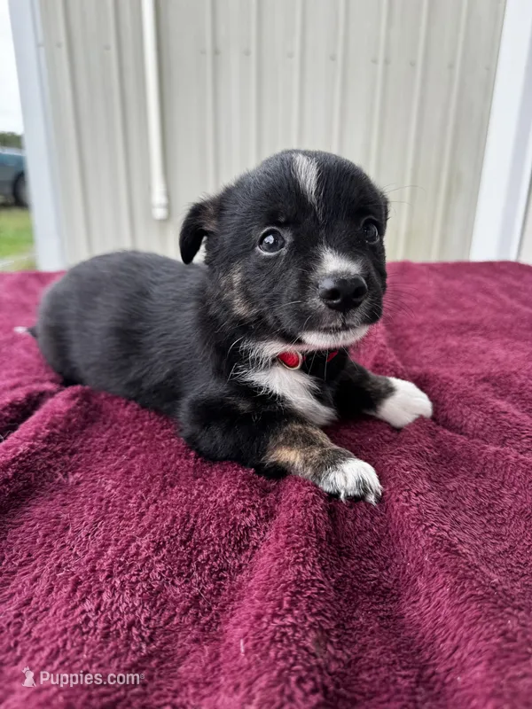 Razz (auggie) – Pembroke Welsh Corgi, Miniature Australian Shepherd puppy for sale in Blessing, TX