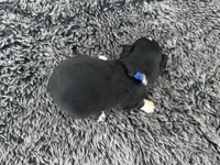 Drago (auggie), a male Pembroke Welsh Corgi and Miniature Australian Shepherd for sale in Blessing, TX – Photo 6 of 6