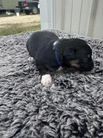 Drago (auggie), a male Pembroke Welsh Corgi and Miniature Australian Shepherd for sale in Blessing, TX – Photo 2 of 6