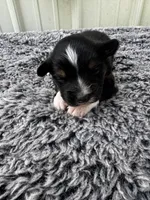 Drago (auggie), a male Pembroke Welsh Corgi and Miniature Australian Shepherd for sale in Blessing, TX – Photo 3 of 6