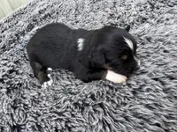 Drago (auggie), a male Pembroke Welsh Corgi and Miniature Australian Shepherd for sale in Blessing, TX – Photo 5 of 6