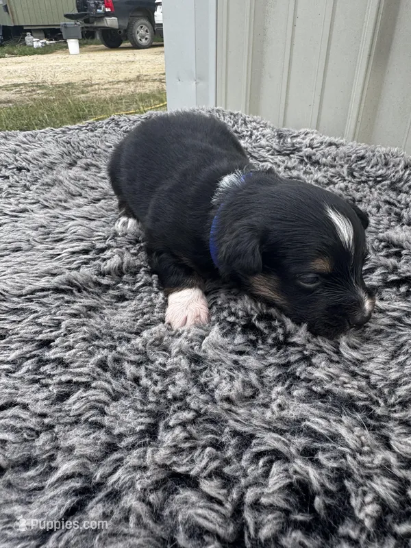 Drago (auggie) – Pembroke Welsh Corgi, Miniature Australian Shepherd puppy for sale in Blessing, TX