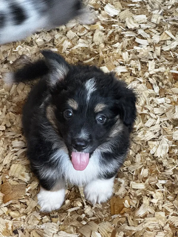 Drago (auggie) – Pembroke Welsh Corgi, Miniature Australian Shepherd puppy for sale in Blessing, TX
